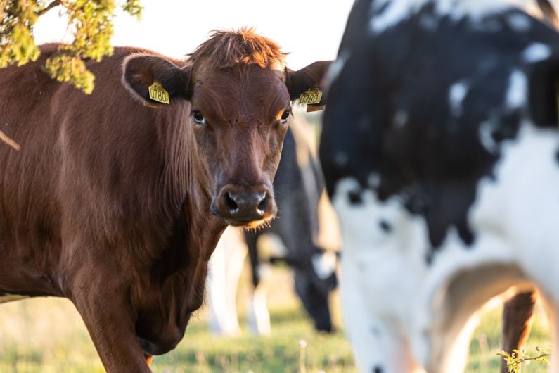 Sustainable Pet - a brown cow standing next to a black and white cow