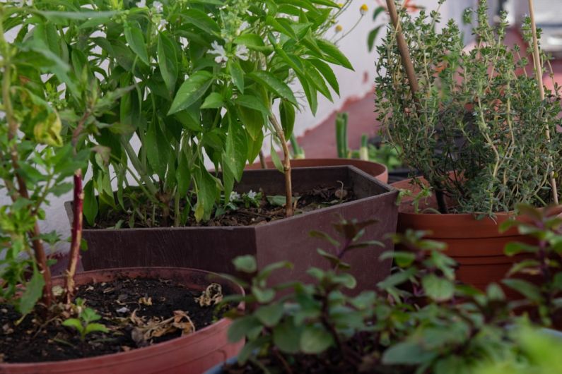 Home Compost - a group of plants in pots