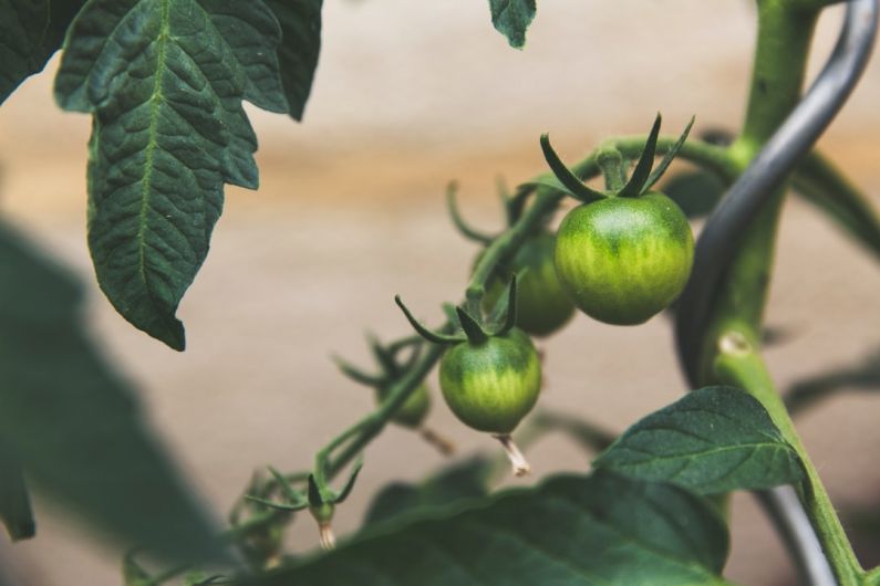 Rainwater Harvesting - close up photography of round green fruit