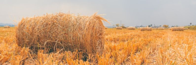 Summer Outdoor - a field of hay