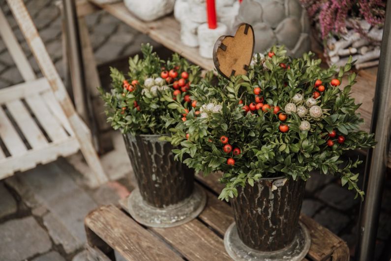 Winter Decor - two green-leafed potted plants