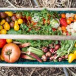 Vegetable Garden - yellow and red tomatoes on green plastic crate