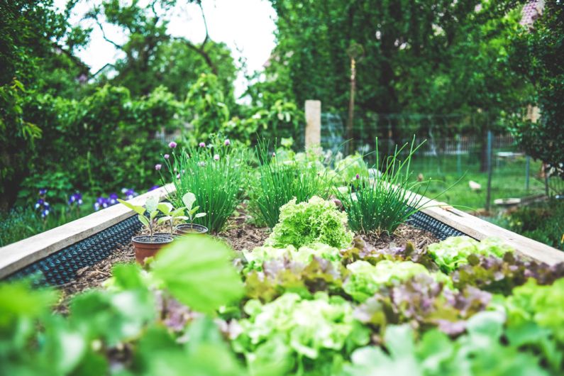 Small Garden - green plants on black metal train rail during daytime