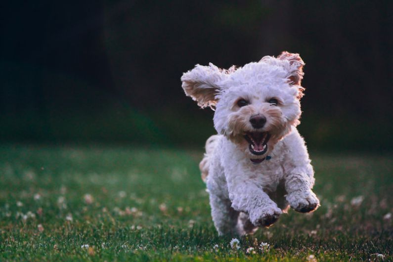 Pet Washing - shallow focus photography of white shih tzu puppy running on the grass